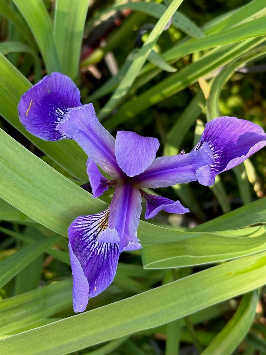 Iris versicolor 'Purple Flame'