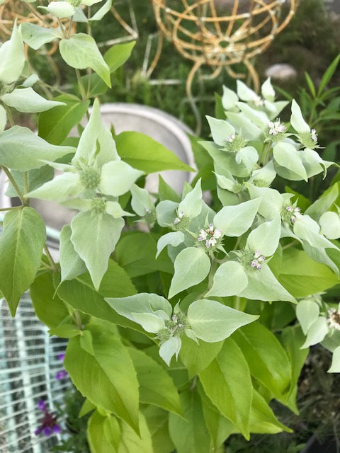 Pycnanthemum muticum