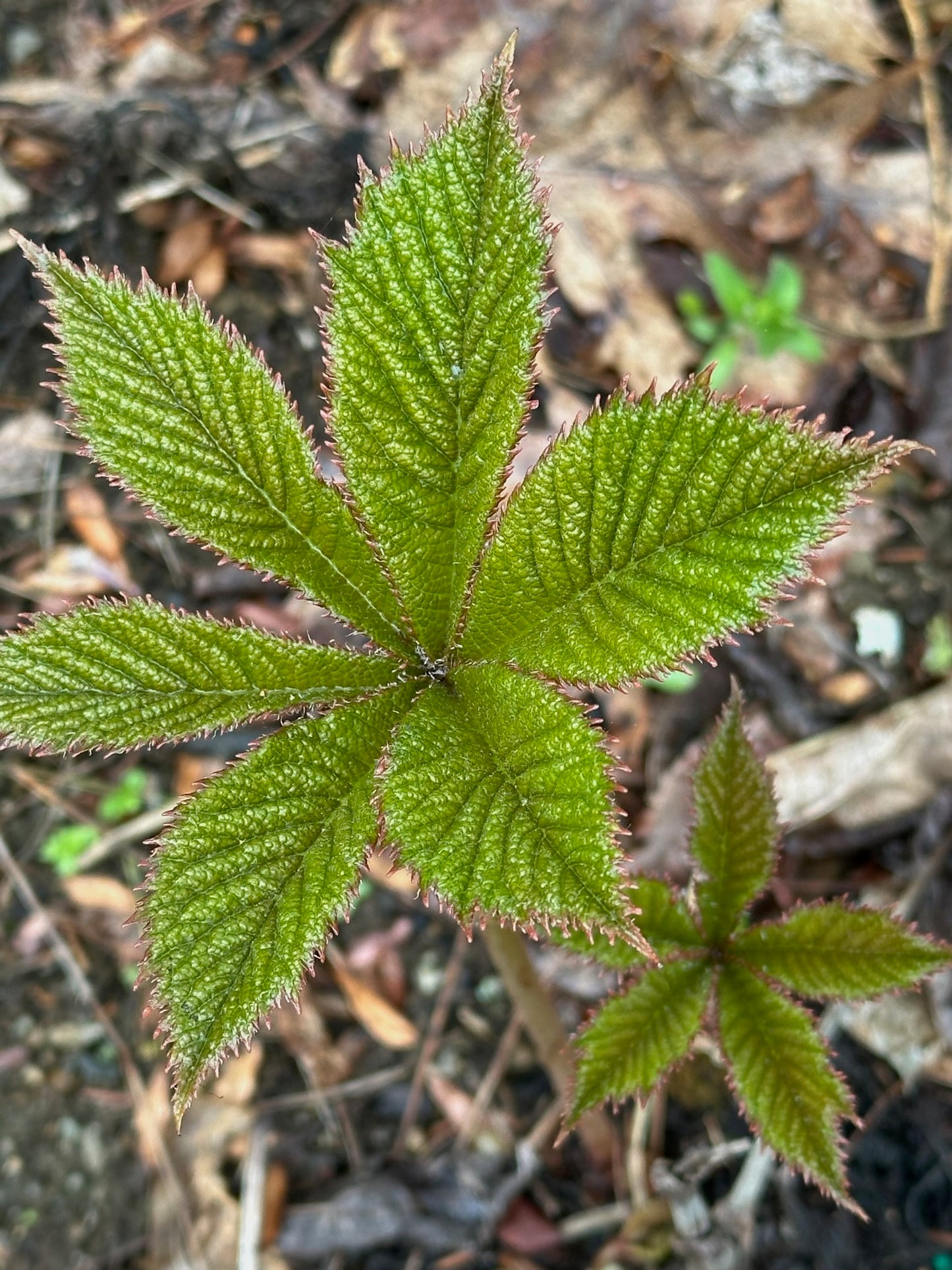 Rodgersia pinnata 'Braunlaub' - Rodger's Flower cultivar