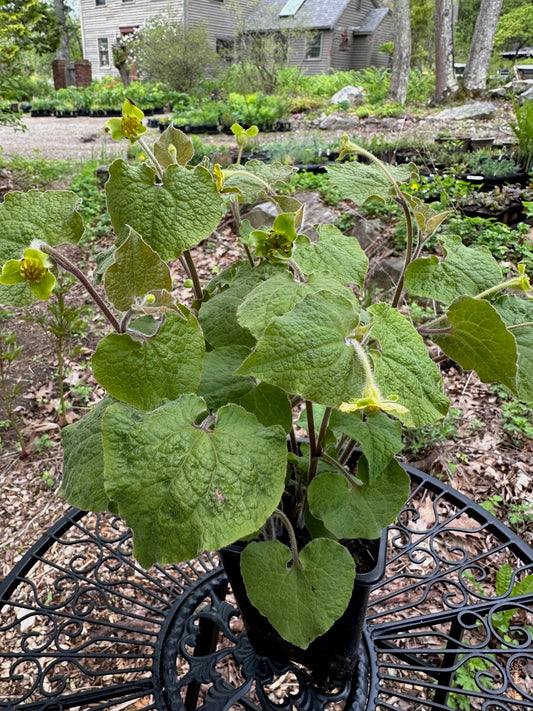 Saruma henryi