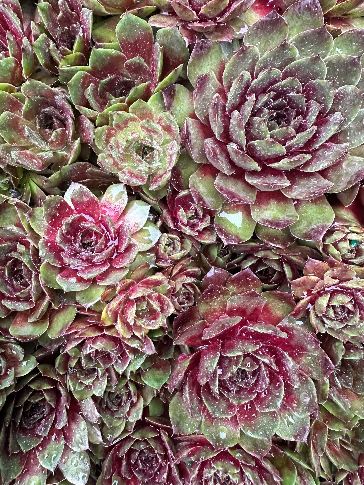 Sempervivum 'Silver King' - Hens and Chicks