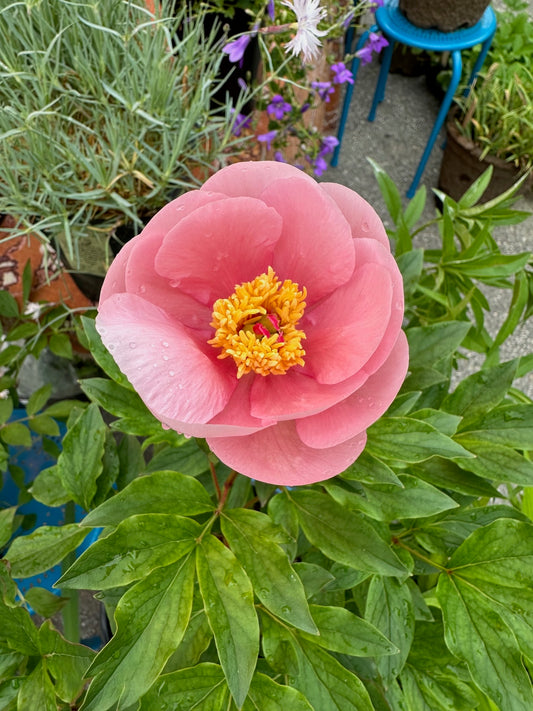 Paeonia lactiflora x 'Soft Salmon Saucer'