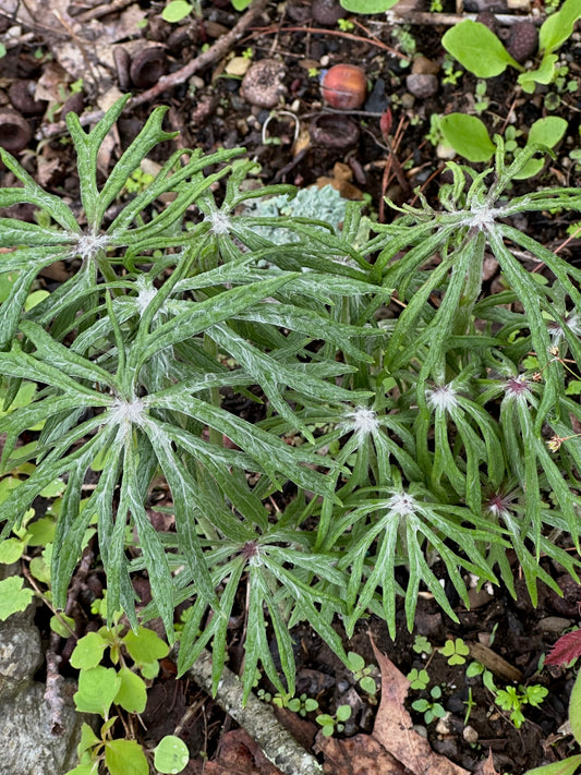 Syneilesis aconitifolia