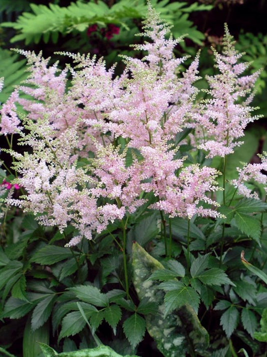 Astilbe x rosea 'Peach Blossom'