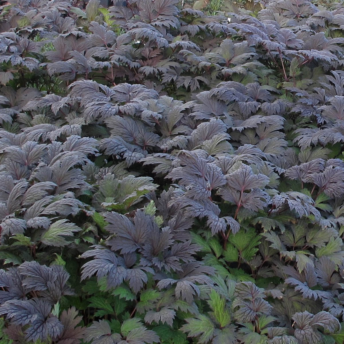 Actaea simplex 'Chocoholic'