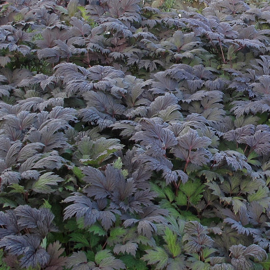 Actaea simplex 'Chocoholic'