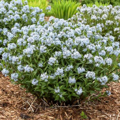 Amsonia 'Starstruck' - Bluestar cultivar