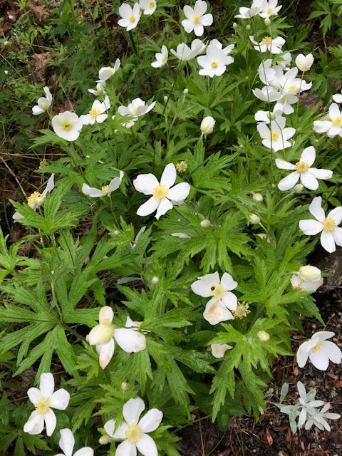 Anemone canadensis