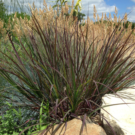 Andropogon gerardii 'Blackhawks' - Big Bluestem cultivar