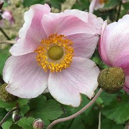 Anemone x hybrida 'September Charm'