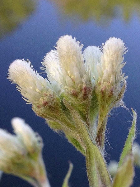 Antennaria plantaginifolia