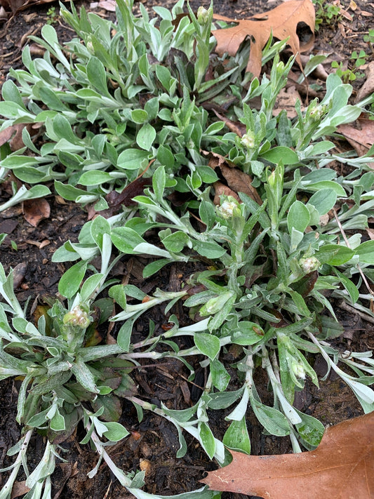 Antennaria plantaginifolia