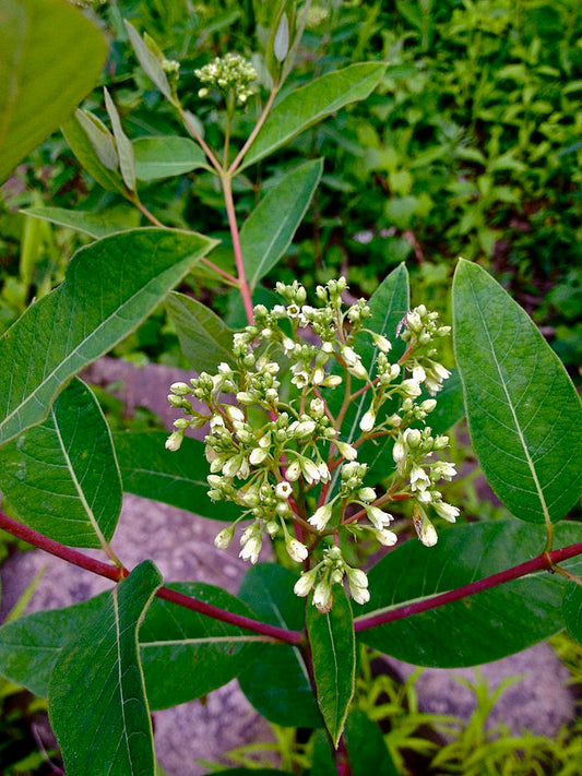 Apocynum cannabinum - Hemp Dogbane