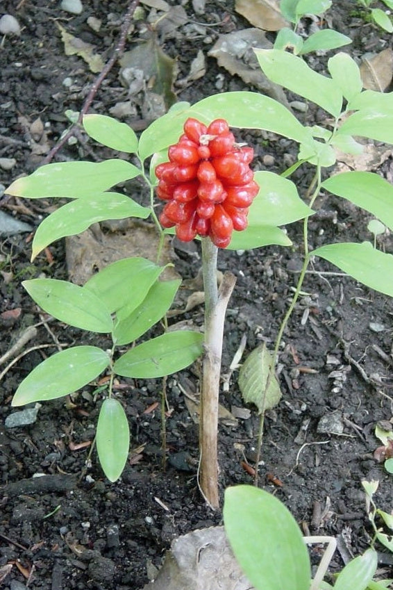 Arisaema triphyllum - Jack-in-the-Pulpit