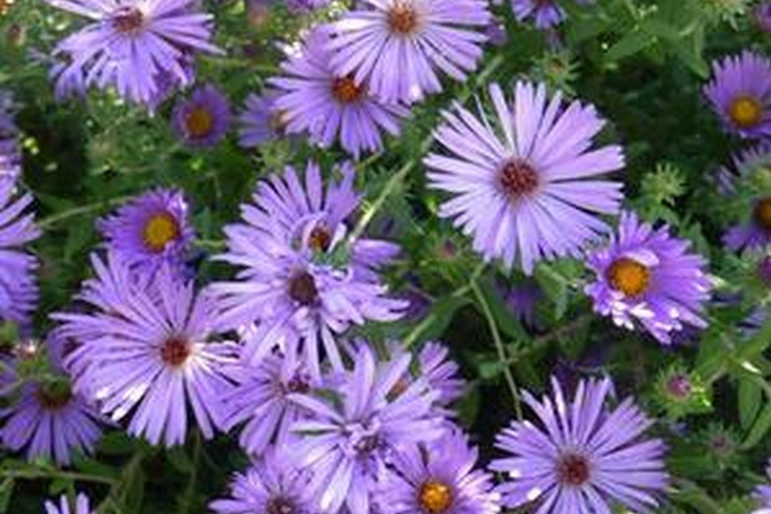 Symphyotrichum oblongifolium 'Raydon's Favorite' - Aromatic Aster cultivar