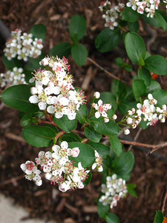 Aronia melanocarpa - Black Chokeberry