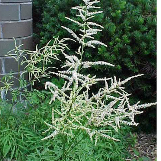 Aruncus dioicus 'Kneiffi' - Goatsbeard cultivar