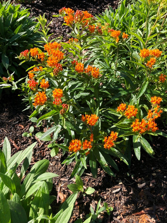 Asclepias tuberosa