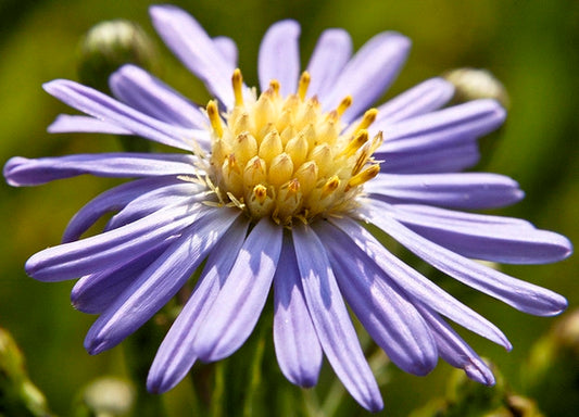 Symphyotrichum laeve