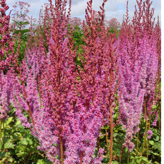 Astilbe chinensis 'Purple Candle'