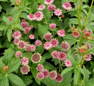 Astrantia major 'Roma' - Masterwort cultivar