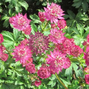 Astrantia major 'Star of Love'