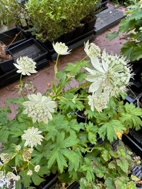Astrantia major 'Snow Star' - Masterwort cultivar