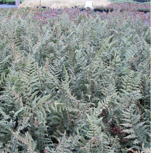 Athyrium x 'Ghost' - Hybrid Fern