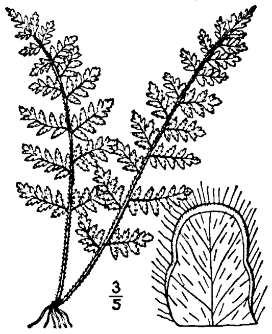 Cheilanthes lanosa - Hairy Lip Fern
