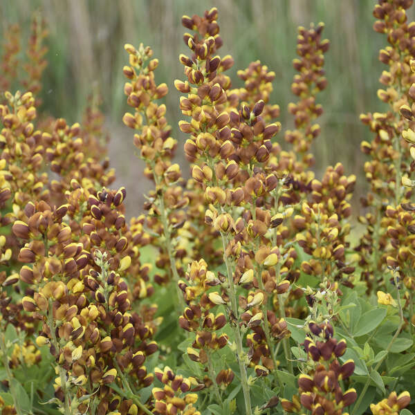 Baptisia x 'Honey Roasted'