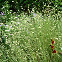Bouteloua gracilis 'Blonde Ambition'