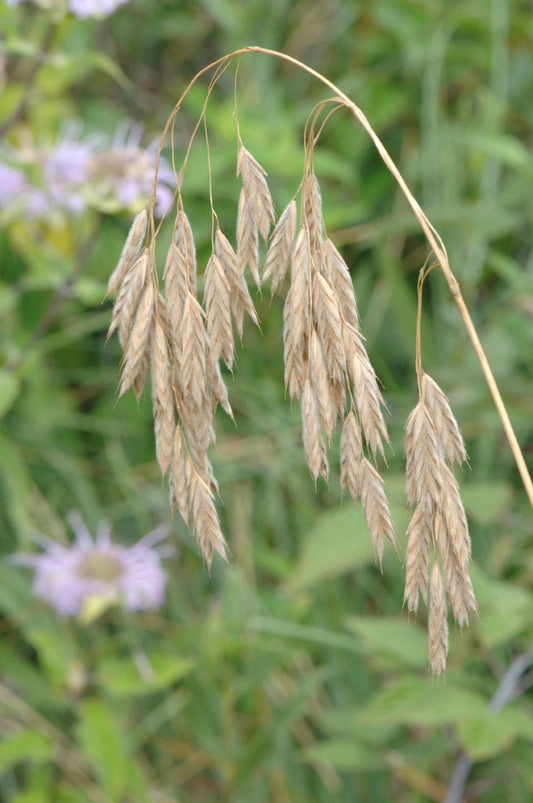 Bromus kalmii