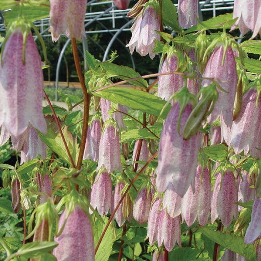 Campanula takesimana x 'Elizabeth'