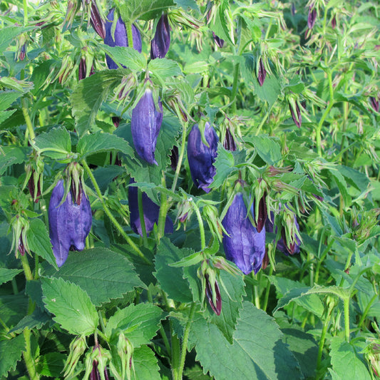 Campanula x 'Sarastro'