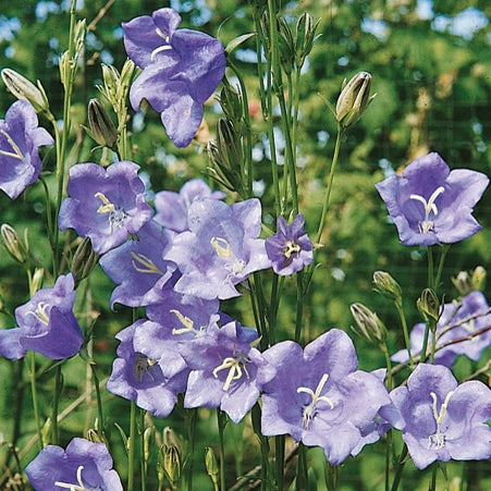 Campanula persicifolia 'Telham Beauty' - Tall Bellflower cultivar