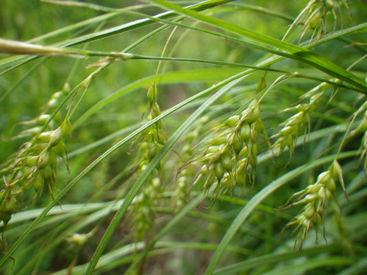 Carex sprengelii