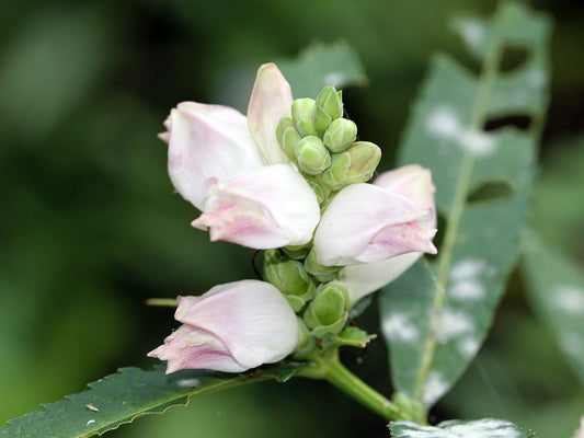 Chelone glabra