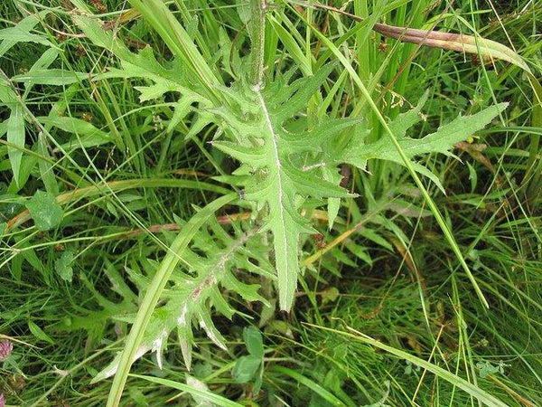 Cirsium muticum - Swamp Thistle