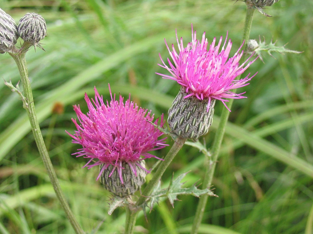 Cirsium muticum - Swamp Thistle