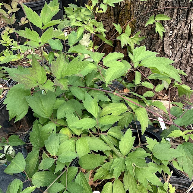 Clematis virginiana