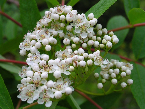 Sorbus americana - American Mountain Ash
