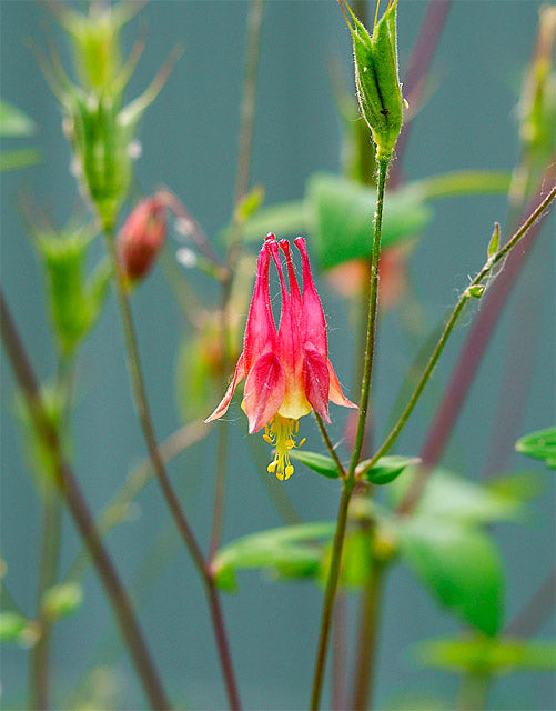 Aquilegia canadensis