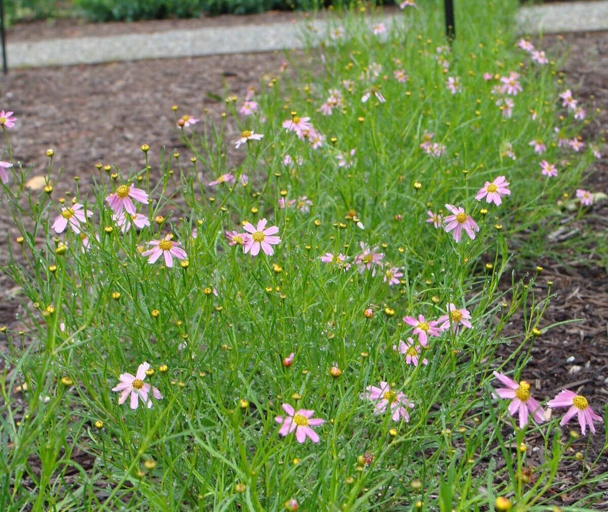 Coreopsis rosea - Pink Tickseed – Honey Petal Plants