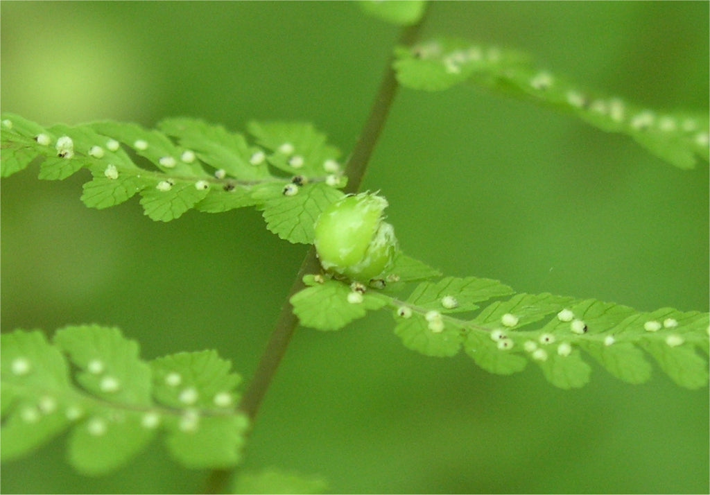 Cystopteris bulbifera - Bulblet Fragile Fern