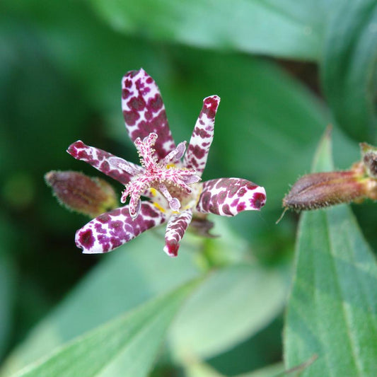 Tricyrtis 'Sinonome'