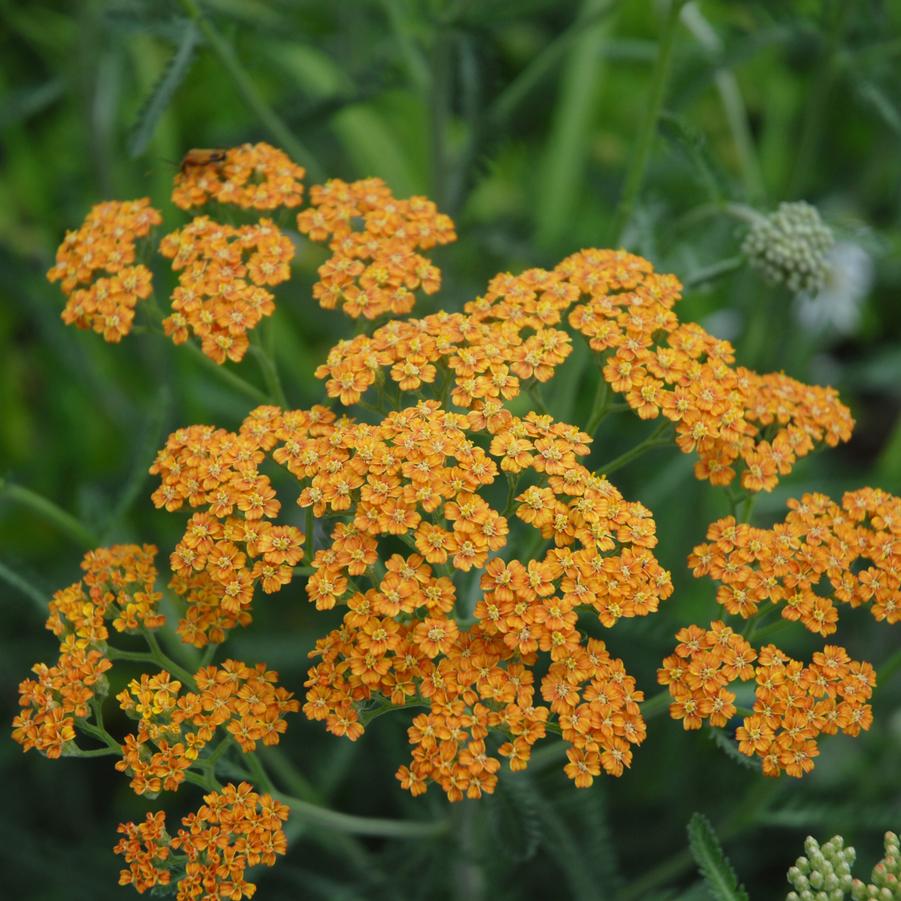 Achillea x 'Terracotta' - Yarrow cultivar