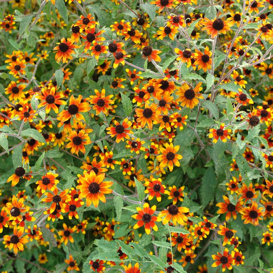 Rudbeckia triloba 'Prairie Glow'