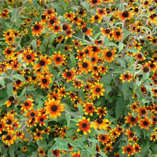 Rudbeckia triloba 'Prairie Glow'