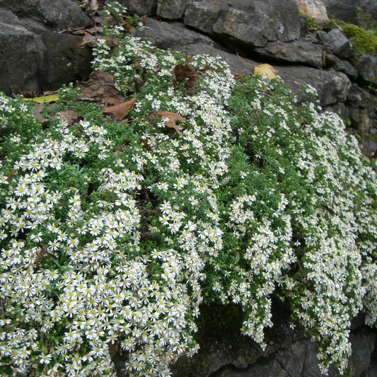 Symphyotrichum ericoides 'Schneegitter'