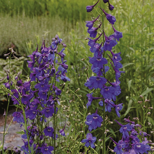 Delphinium x belladonna 'Bellamosum'